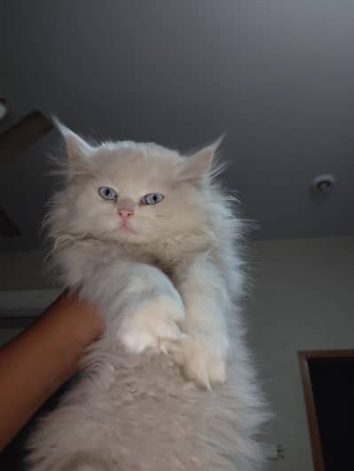 Persian cat for sale