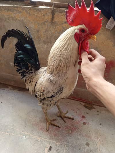 1 murga 2 murgie available