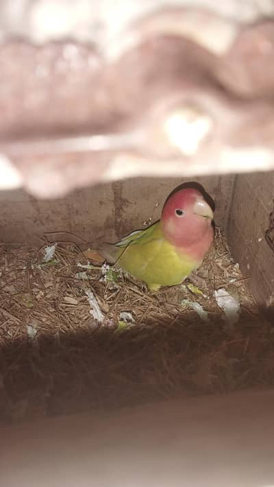 lutino breeder females