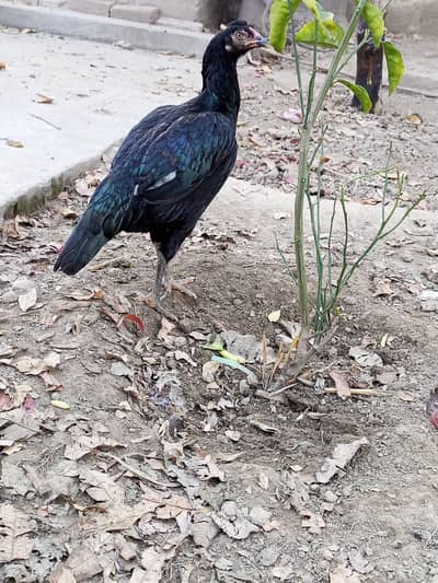 Black mianwali breed for sale