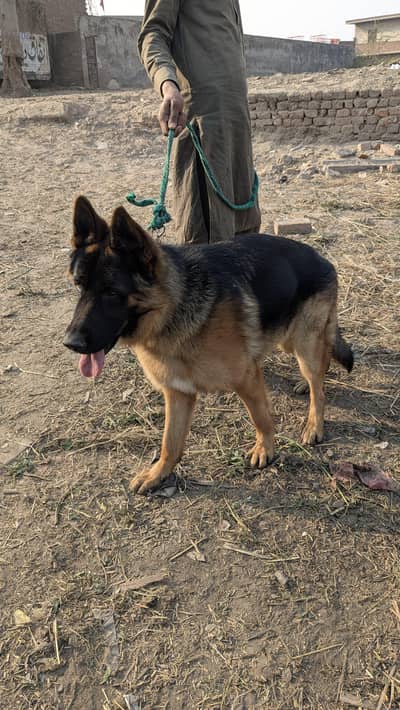 German shepherd for sale