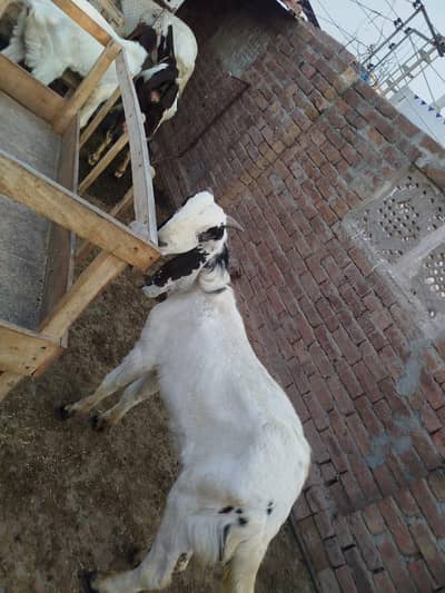 5 bakray Qurbani k lia