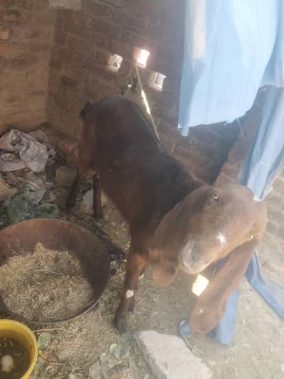 bakri for sale watsup num 03165544387