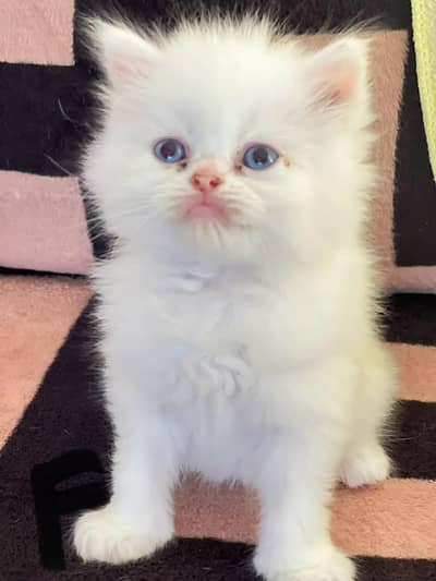 Persian cat for sale male female my WhatsApp number0340=14=20=834=