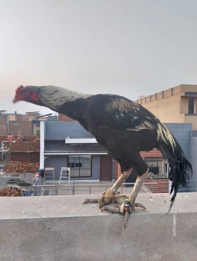 Thai cross patha strong