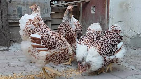 Splash wyandotte  Hen