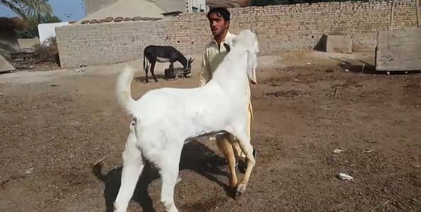 Qurbani wala bakra for sale/ 03291198926