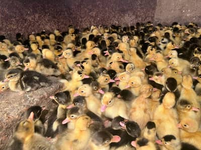 have buff chick silky chick duck chick available