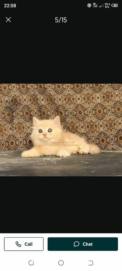 Persian cat for sale male female my WhatsApp number0340=14=20=834