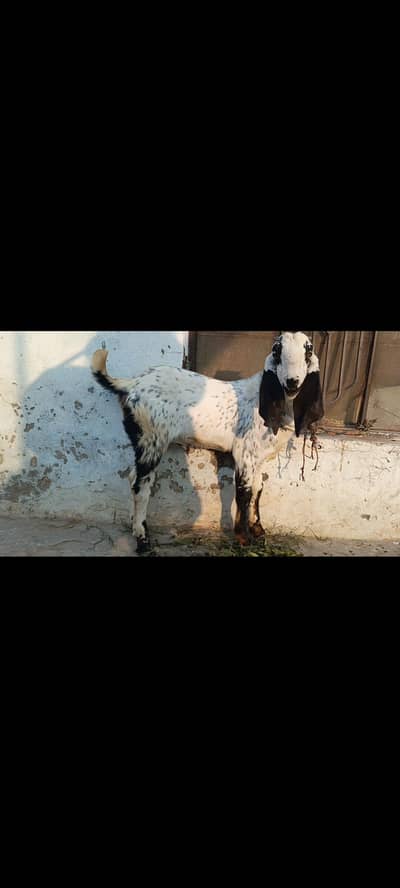 breeds k Lia zabdst makki china