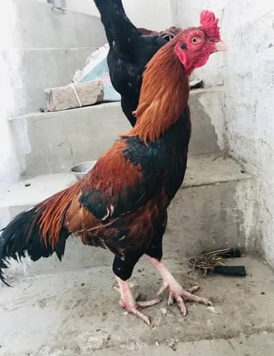 Aseel setup for sale