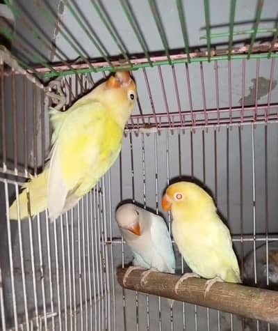 Beautiful Love Birds for Sale