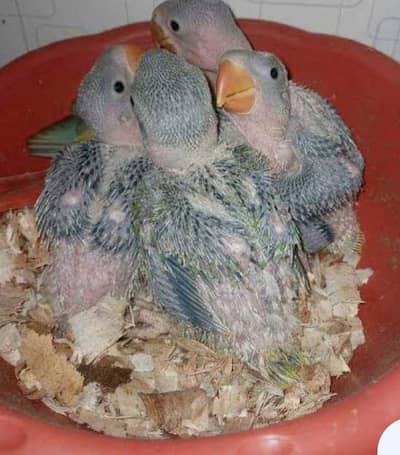 Raw And Ringneck chicks for sale