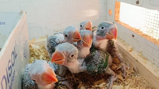 Kashmiri Raw Chicks 0310+77+99+888