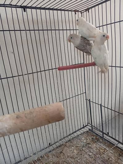 Love birds 4 piece breader pair