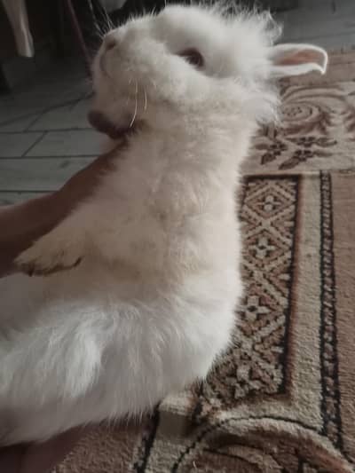 English angora