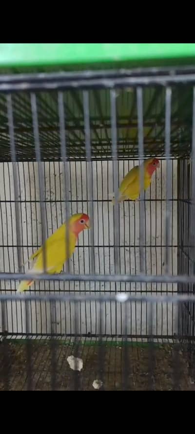 lovebird Breeder pair's