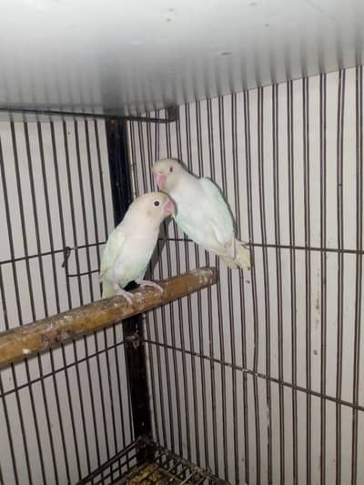 lovebirds