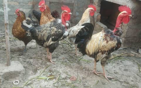 daisy murkay fully active and healthy