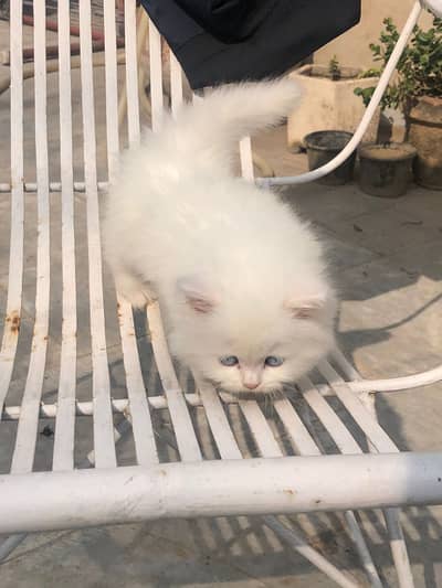 Cute white kitten