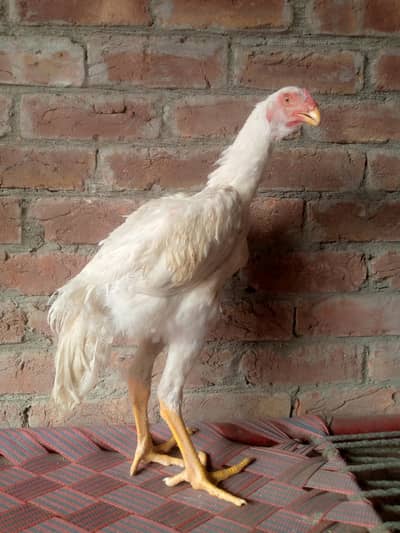 white shamo patha 03034062599