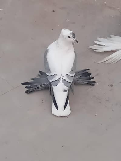 Require swallow  Male