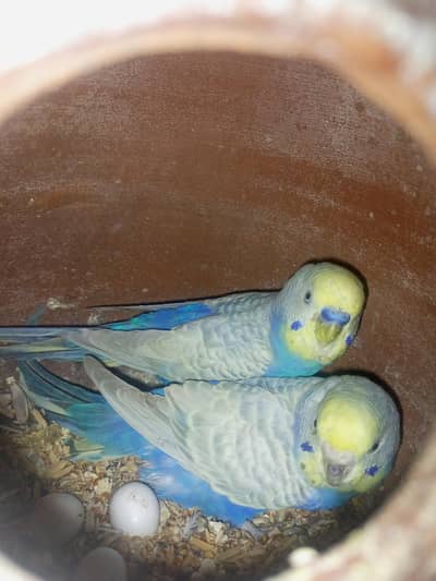 rainbow breeder pair with eggs