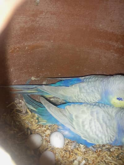 rainbow breeder pair with chick