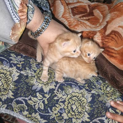 kitten for sale . . . with mother cat