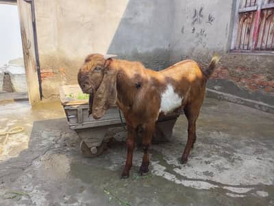 beetal nagra bakra For sale