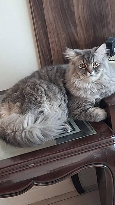 Persian cat arjant sale 11month