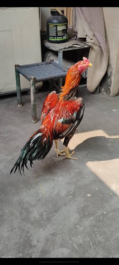 high quality aseel patha