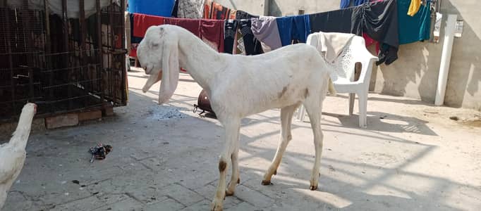 pure rajanpuri bakri 2 dant fresh