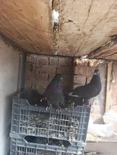 black laka white laka