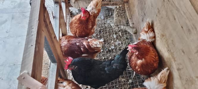 8 months old lohmann hens