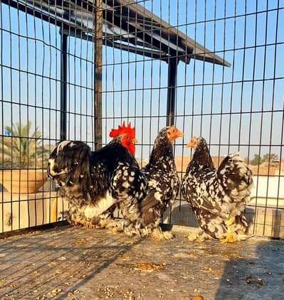 Mottled bantam trio