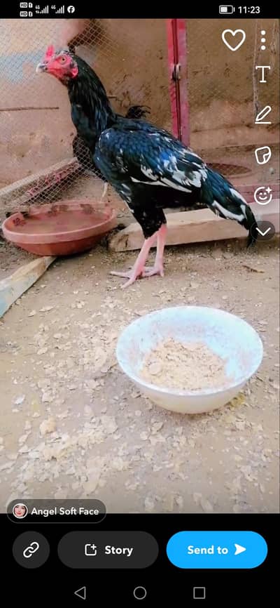 Miyawali Mushqa  lasani Aseel