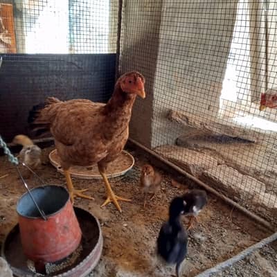 kurak Murghi with chick's  Ramdan Offer