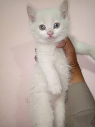 Persian cat 2 month white color brown eyes