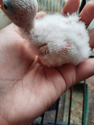 Albion split Red eyes