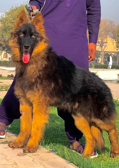 German shepherd male long coat for sale 0309=0097784
