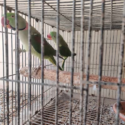 raw pair jamboo size