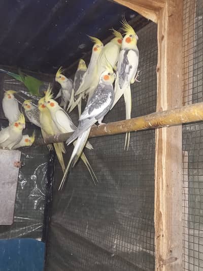 10 pairs  6000 ka 1 pair