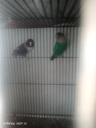 tower parrot cage with 2 female 1 male and also a pair of love birds