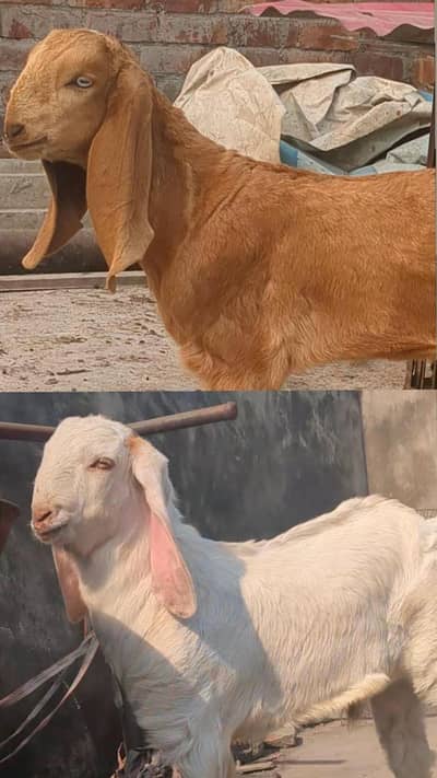 2 Male bachee for sale |Goat|Male|bakri ka bacha| No. 0321 1244069