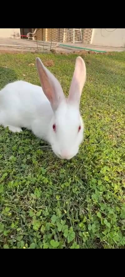 Red eye white rabbits  kids