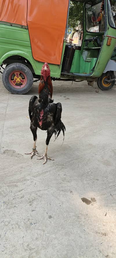 aseel patha for sall