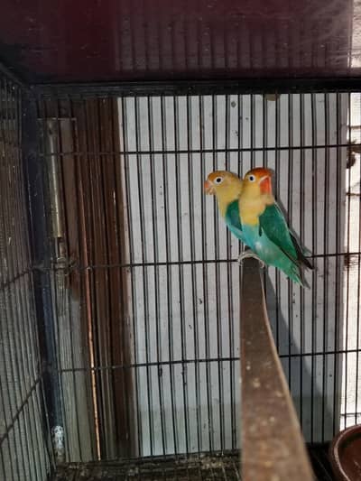 love bards split opline male