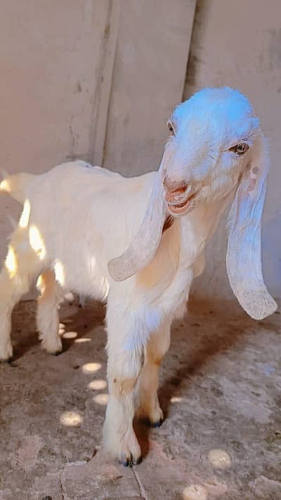 اوریجنل لیل پوری جوڑا