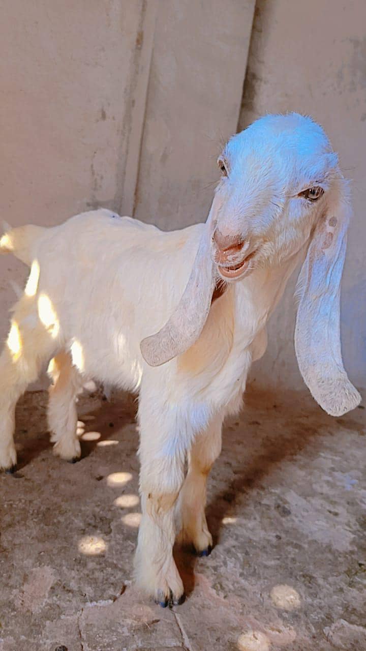 اوریجنل لیل پوری جوڑا 0